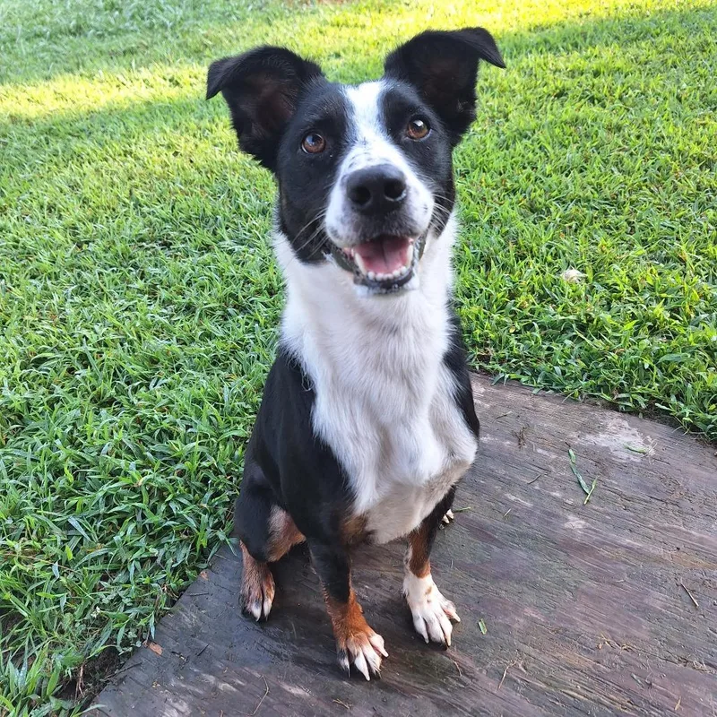 An adult medium-sized male Border Collie dog named Finn FKA Flynn for adoption in Chesapeake, VA