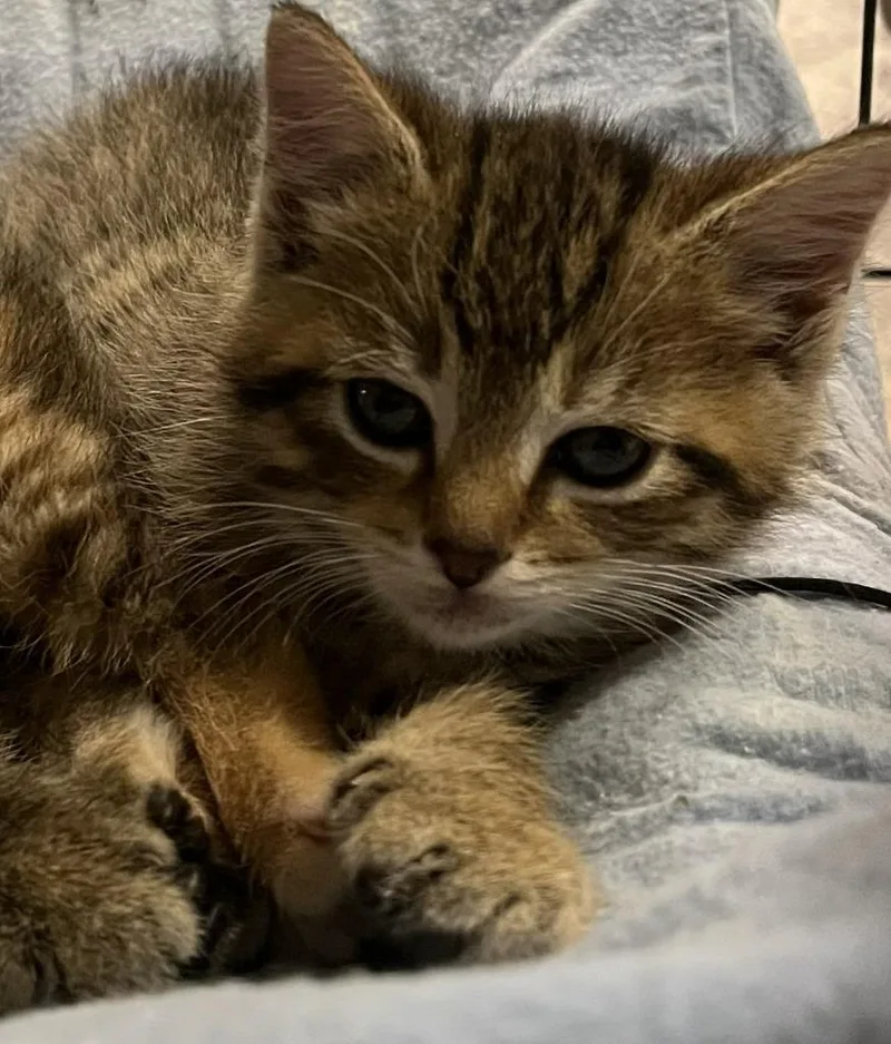A baby small-sized female Domestic Short Hair cat named Fredrica for adoption in Saint Clairsville, OH