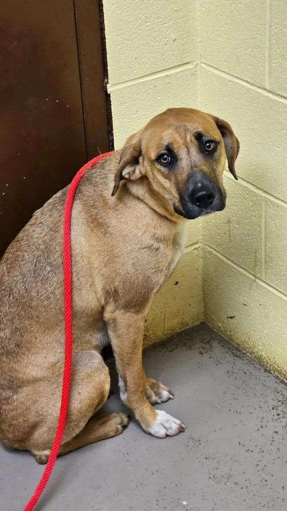 A young medium-sized female Mountain Cur dog named Starlight for adoption in Crossville, TN