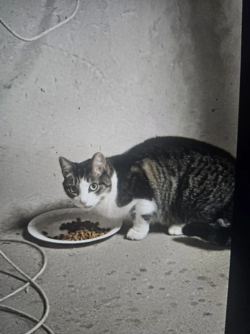 Kitkat Is Looking For