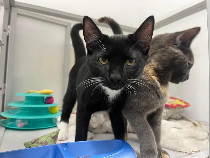 A young medium-sized male Domestic Short Hair cat named Vuitton for adoption in Raleigh, NC