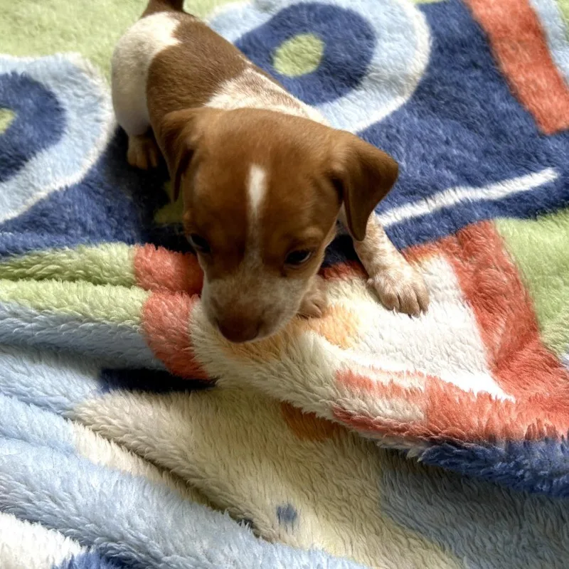 A baby small-sized male White / Cream Chihuahua dog named Graham for adoption in Bessemer, AL