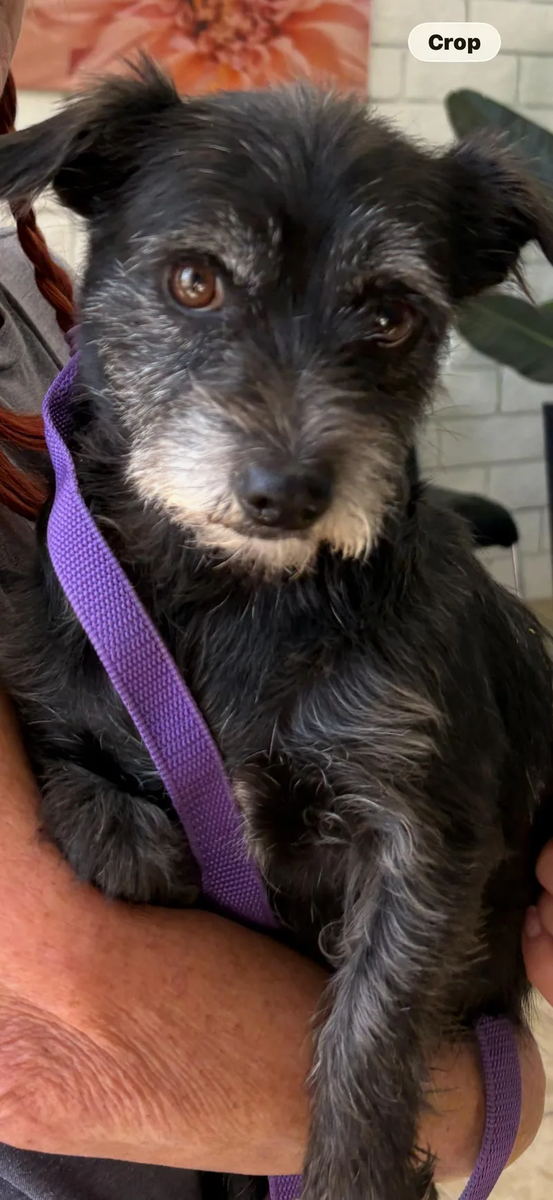 An adult small-sized female Norfolk Terrier dog named Minka for adoption in El Segundo, CA