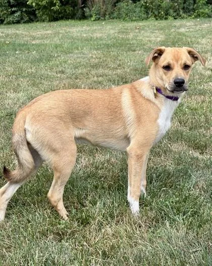 A baby medium-sized female Collie dog named Gracie for adoption in Malvern, PA