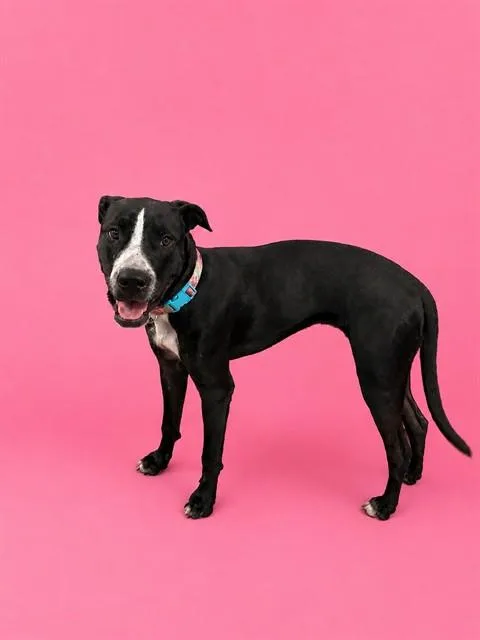Bella