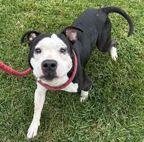 An adult medium-sized male Pit Bull Terrier dog named Louie for adoption in Dayton, OH