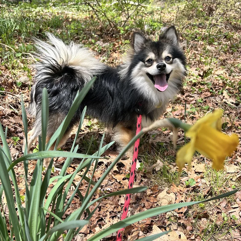 An adult small-sized male Pomeranian dog named Chance for adoption in Huntington, NY