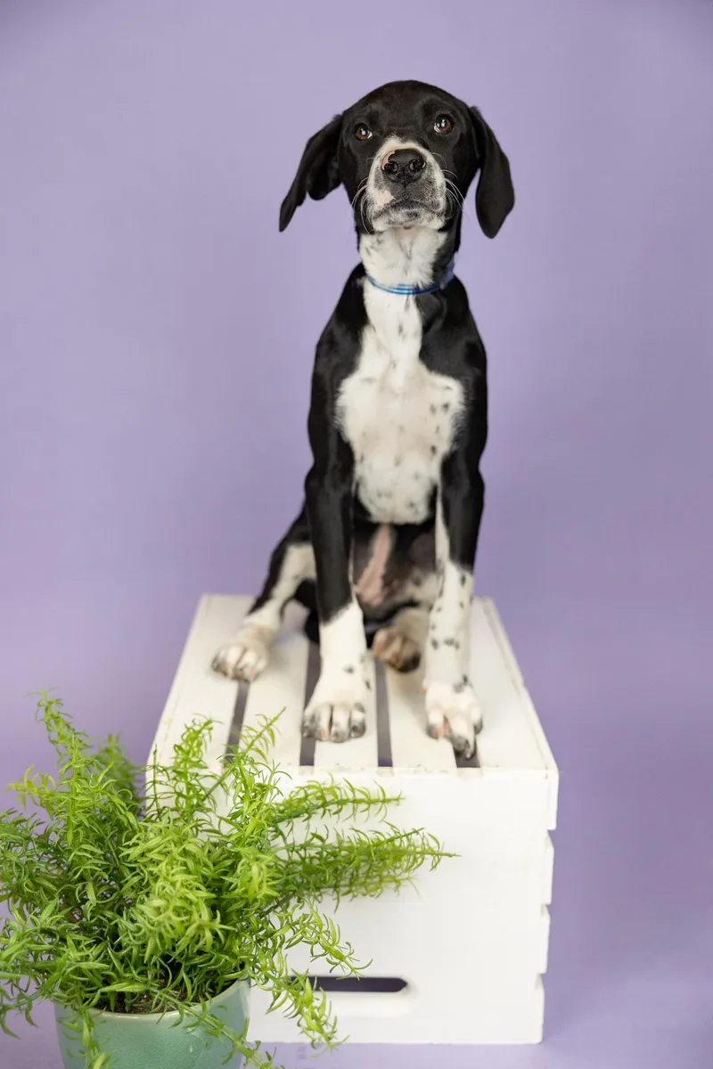 A young medium-sized female Hound dog named 393-26 for adoption in Brighton, CO
