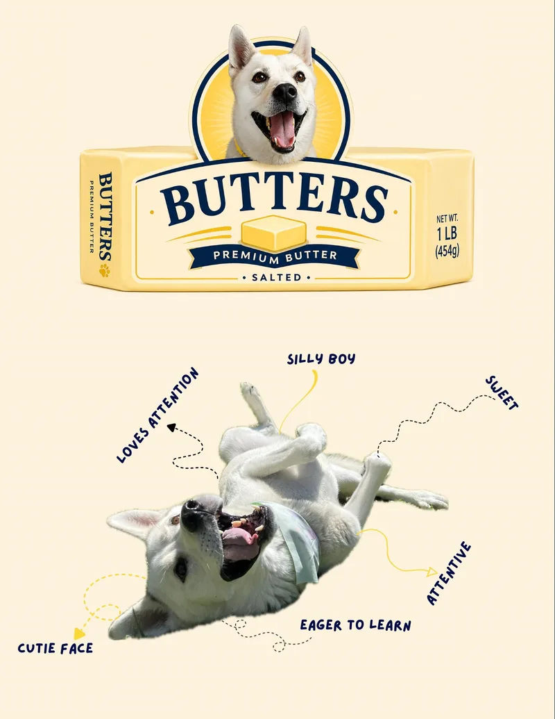A young medium-sized male Shepherd dog named Butters for adoption in Manhattan Beach, CA