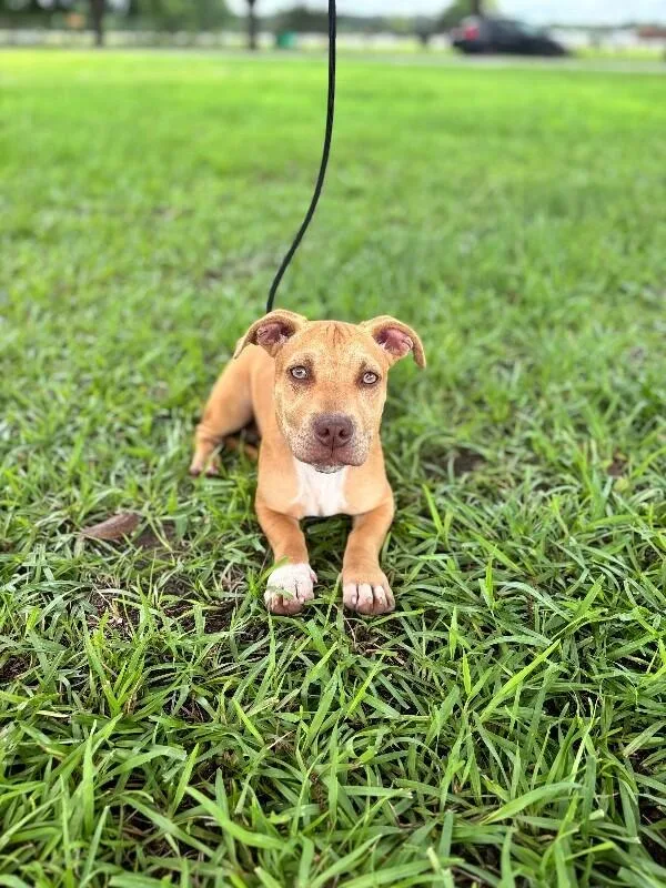 A baby medium-sized male Yellow / Tan / Blond / Fawn Dachshund dog named Simmons for adoption in Aiken, SC