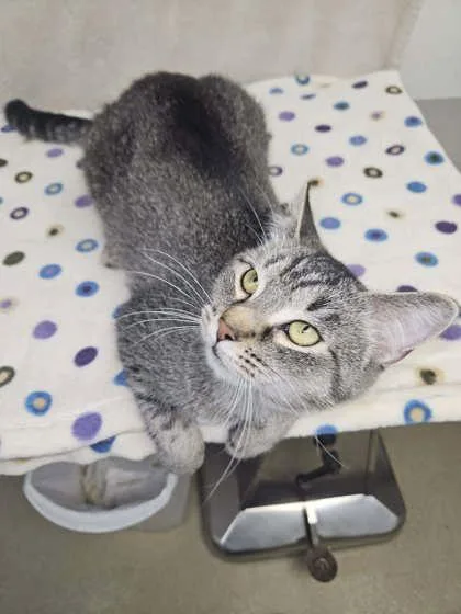 An adult medium-sized male Gray & White Domestic Short Hair cat named Walnut for adoption in Sullivan, IN