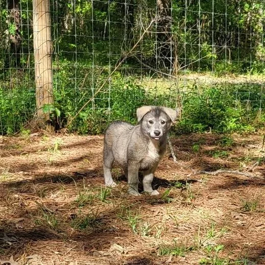 A baby small-sized male Labrador Retriever dog named Stewart for adoption in Wadena, MN