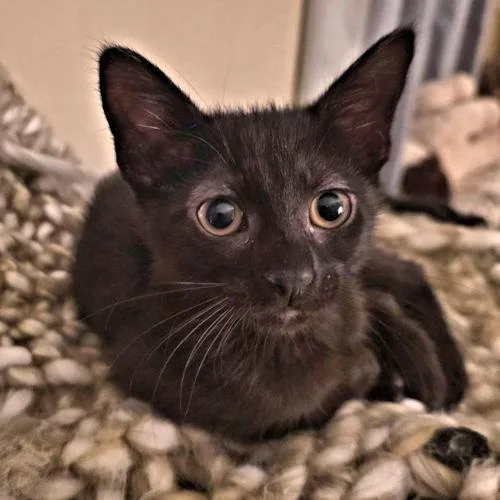 A baby medium-sized female Black Domestic Short Hair cat named Sara for adoption in Rutherfordton, NC