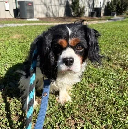 An adult small-sized male Cavalier King Charles Spaniel dog named Barkley for adoption in Phoenixville, PA
