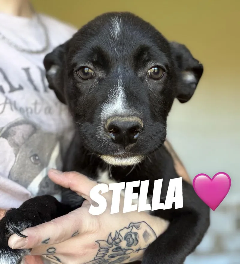 A baby large-sized female Border Collie dog named Stella for adoption in Felton, PA