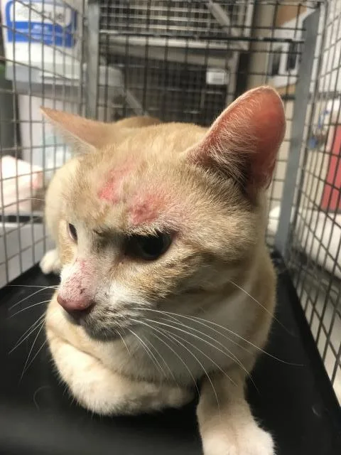 A young medium-sized male Domestic Short Hair cat named A for adoption in Conroe, TX