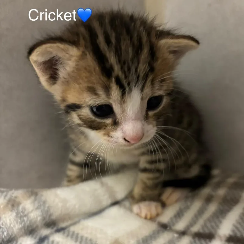 A baby small-sized male Brown / Chocolate Domestic Short Hair cat named Cricket for adoption in Peachtree City, GA