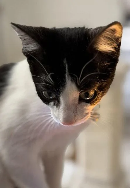 A young medium-sized female American Shorthair cat named Minnie Me for adoption in Orlando, FL