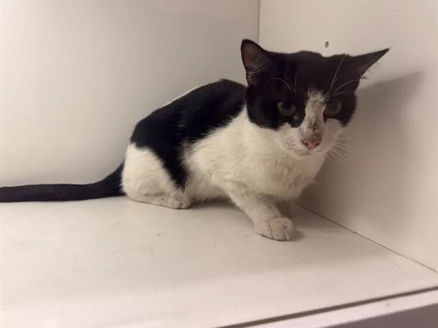 An adult medium-sized female Domestic Short Hair cat named Skunk for adoption in Winter Haven, FL
