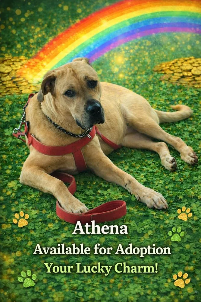 A young large-sized female Yellow / Tan / Blond / Fawn Mastiff dog named Athena for adoption in Mauston, WI