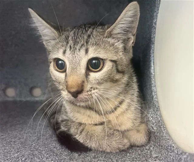 A baby medium-sized female Domestic Short Hair cat named Jessie for adoption in Dallas, TX