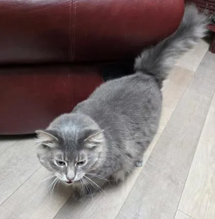 Merlin
