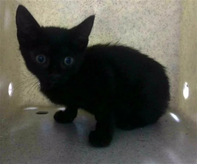 A baby small-sized female Domestic Short Hair cat named Bridget for adoption in Tallahassee, FL