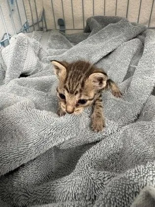 A baby small-sized female Domestic Short Hair cat named Mika for adoption in Gainesville, FL