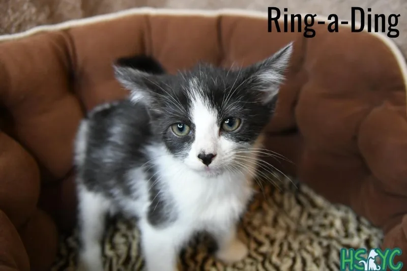 A baby medium-sized female Domestic Short Hair cat named Ringading for adoption in Fort Mill, SC