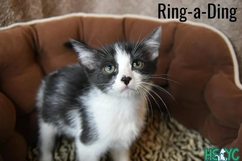 Ringading thumbnail 2