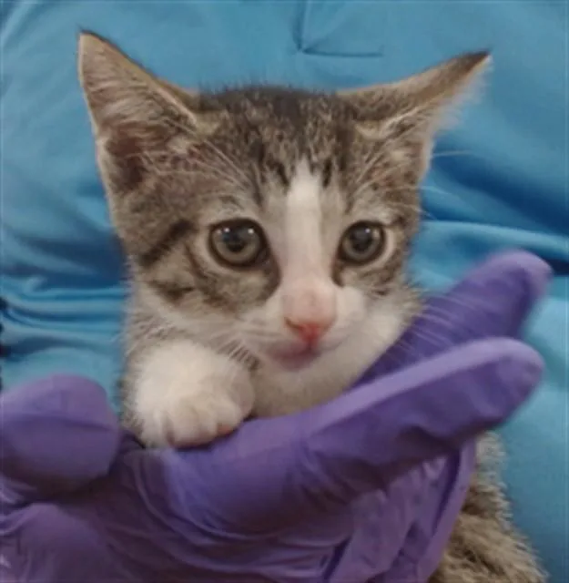 A baby small-sized female Domestic Short Hair cat named Rabioli for adoption in Miami, FL