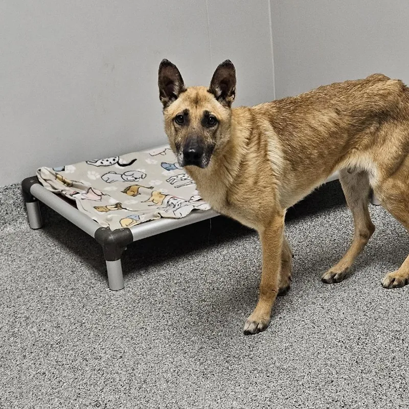 An adult extra large-sized male Black German Shepherd Dog dog named Slim for adoption in Wichita, KS