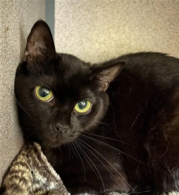 An adult small-sized female Domestic Short Hair cat named Ember for adoption in Aliquippa, PA