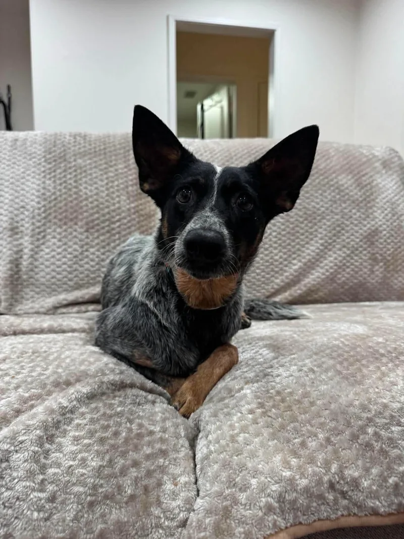 Clementine