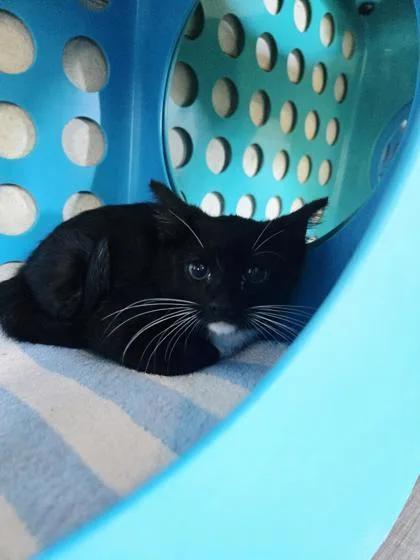A baby small-sized male Domestic Medium Hair cat named Noctis for adoption in Honolulu, HI