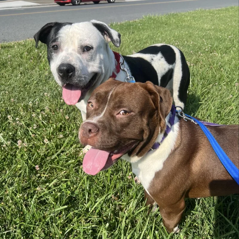 Marcelina thumbnail 2