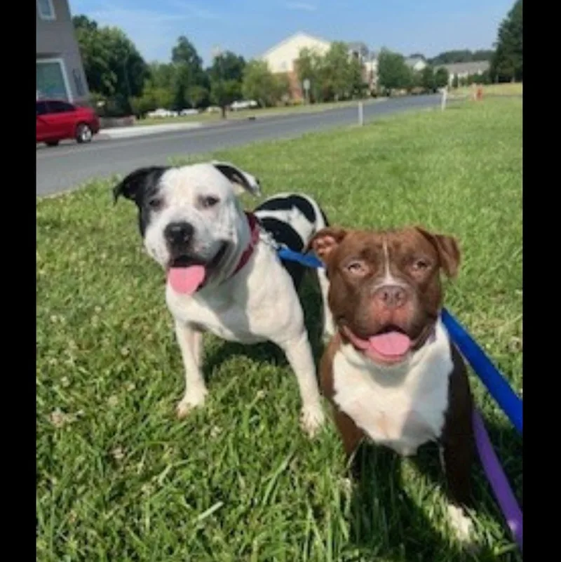 Marcelina thumbnail 3