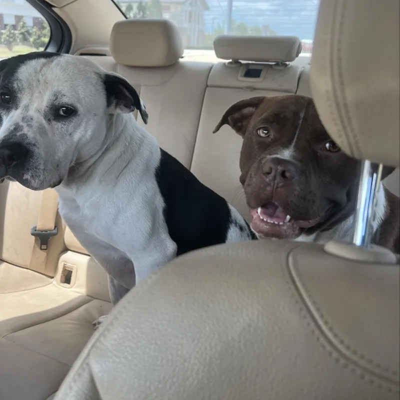 Marcelina thumbnail 4