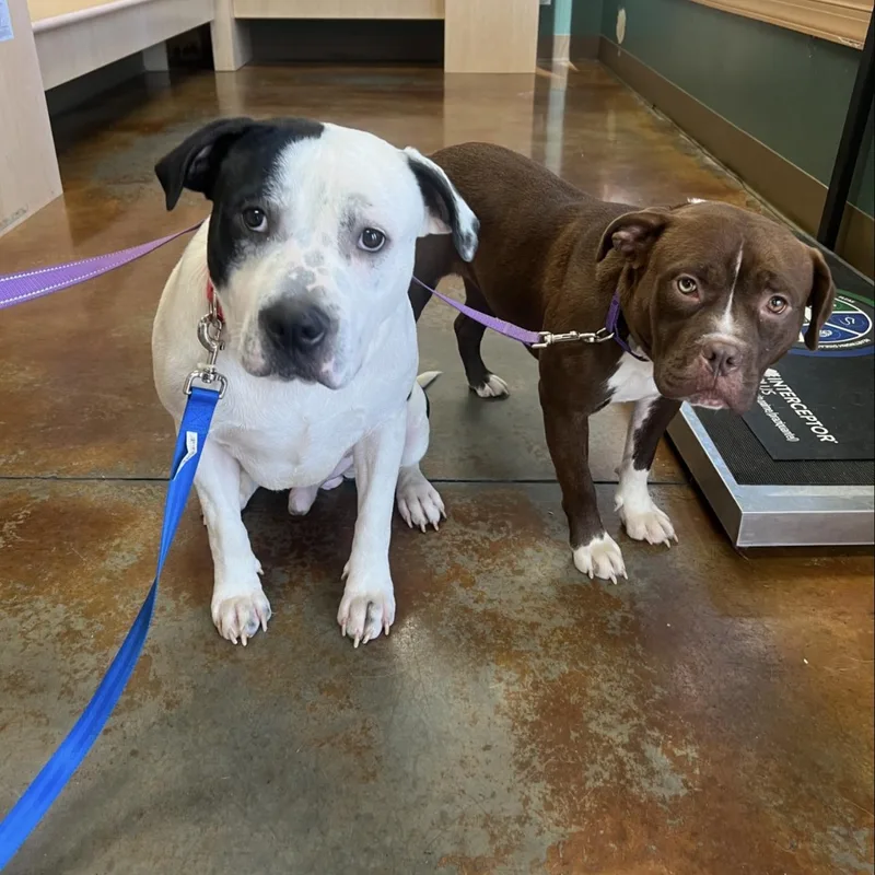 Marcelina thumbnail 5