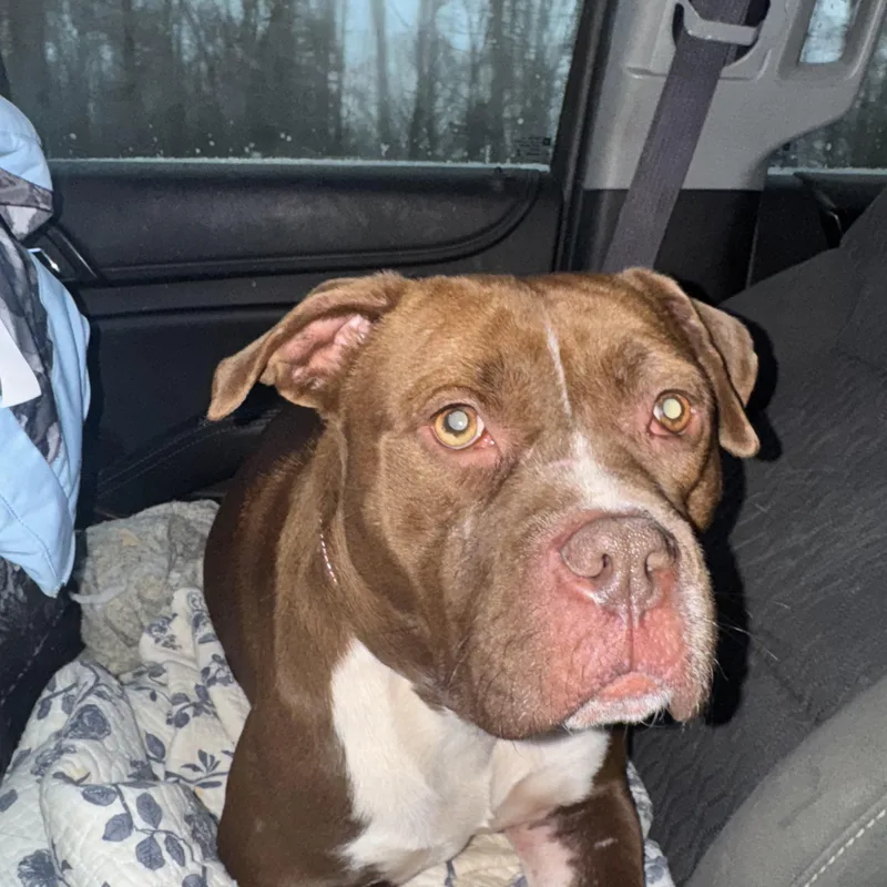 Marcelina thumbnail 6