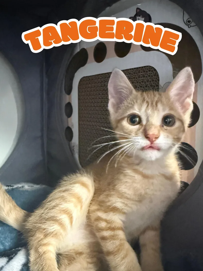 A baby medium-sized female Orange & White Domestic Short Hair cat named Tangerine for adoption in Orleans, VT