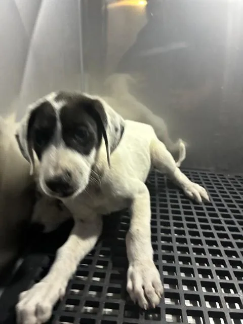 A baby medium-sized female Mixed Breed dog named Boba for adoption in Dallas, TX