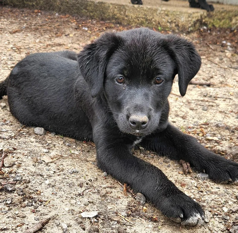 A baby medium-sized female Black Labrador Retriever dog named Coffee for adoption in Liberty Center, OH
