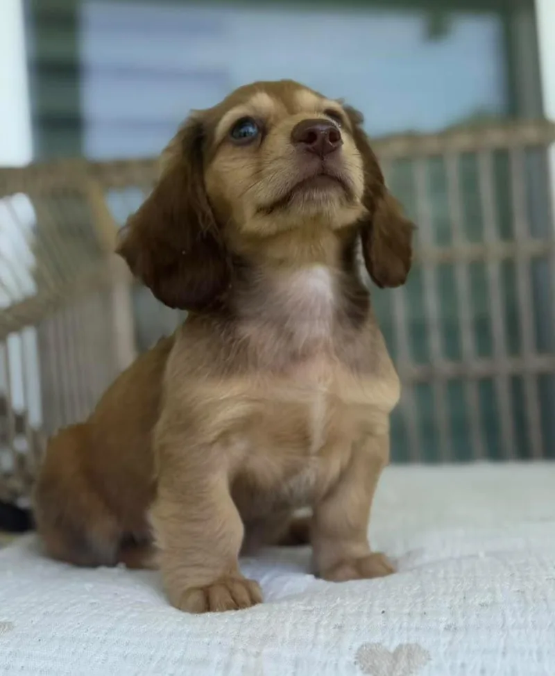A young small-sized male Dachshund dog named Pip for adoption in Reddick, FL