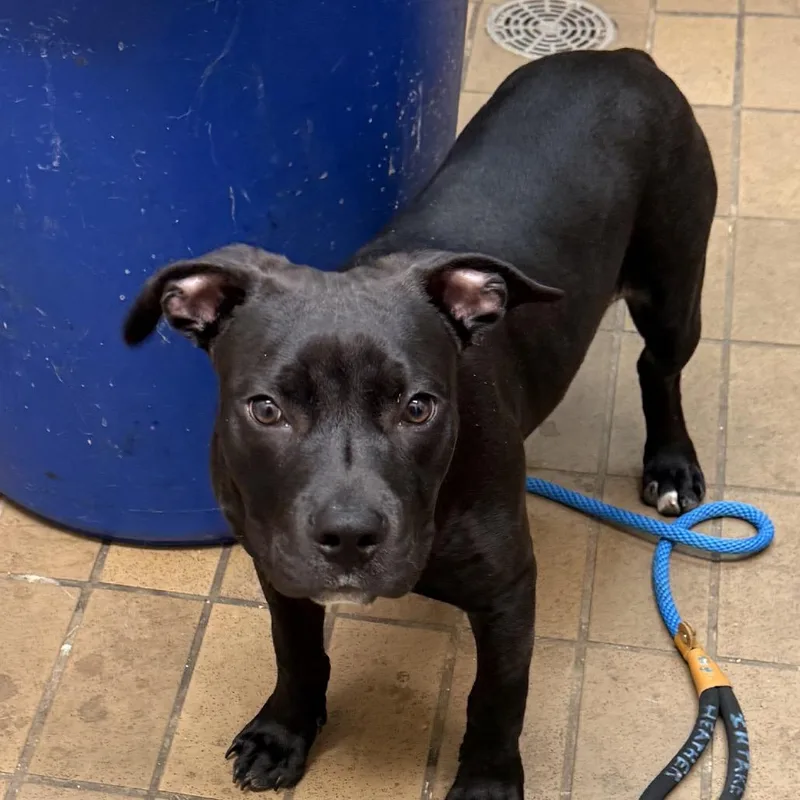 A baby medium-sized male Black Pit Bull Terrier dog named Kato for adoption in Birmingham, AL
