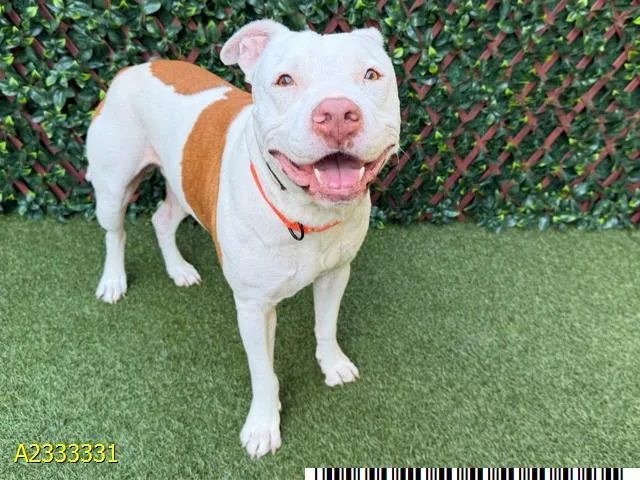 An adult large-sized male Mixed Breed dog named Gibby for adoption in West Palm Beach, FL