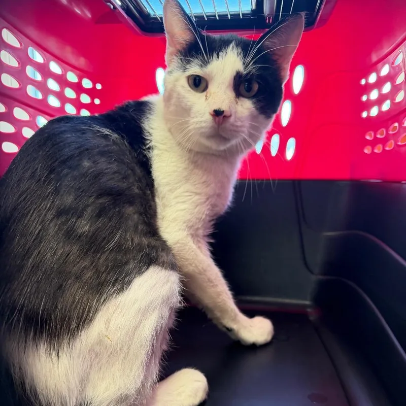 An adult medium-sized male White Domestic Short Hair cat named Holstein for adoption in Watertown, NY