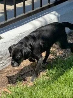 Pugsy Malone