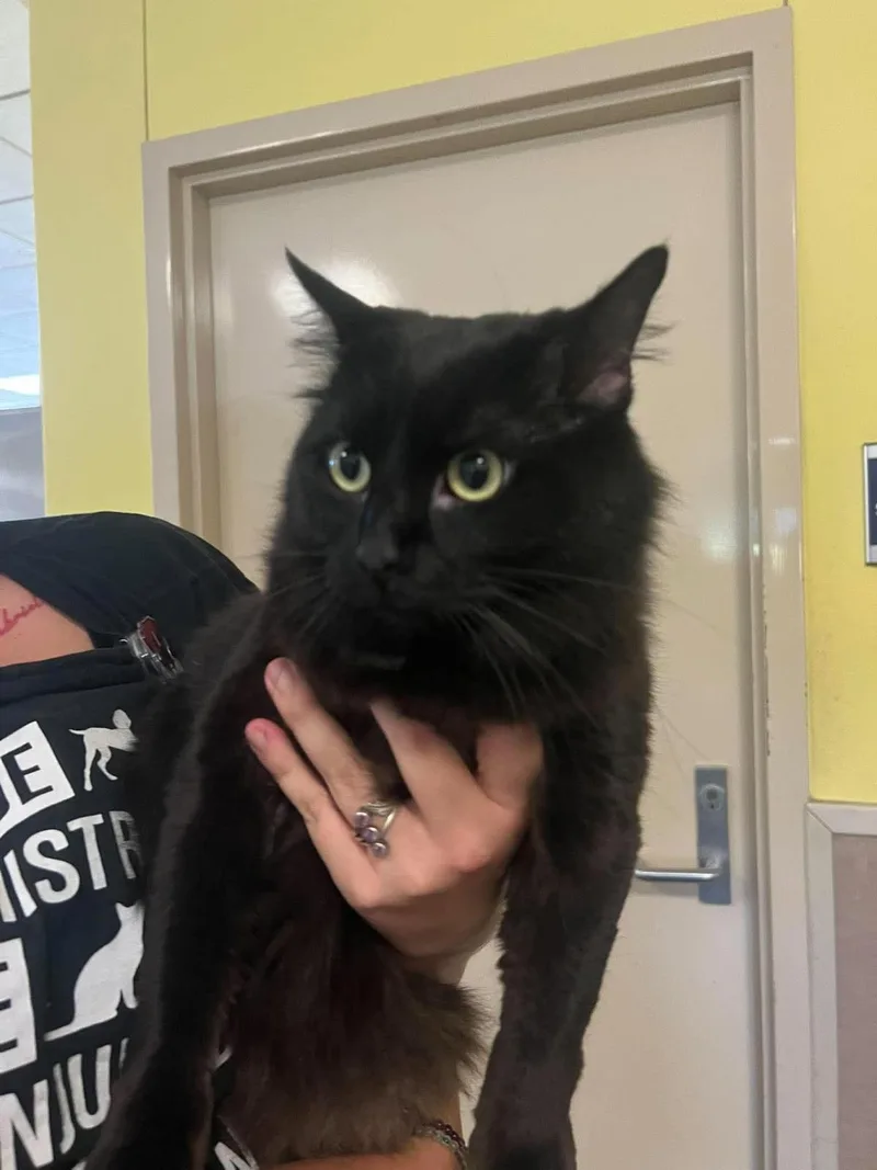 An adult medium-sized female Domestic Medium Hair cat named Sunshine for adoption in Rockwall, TX