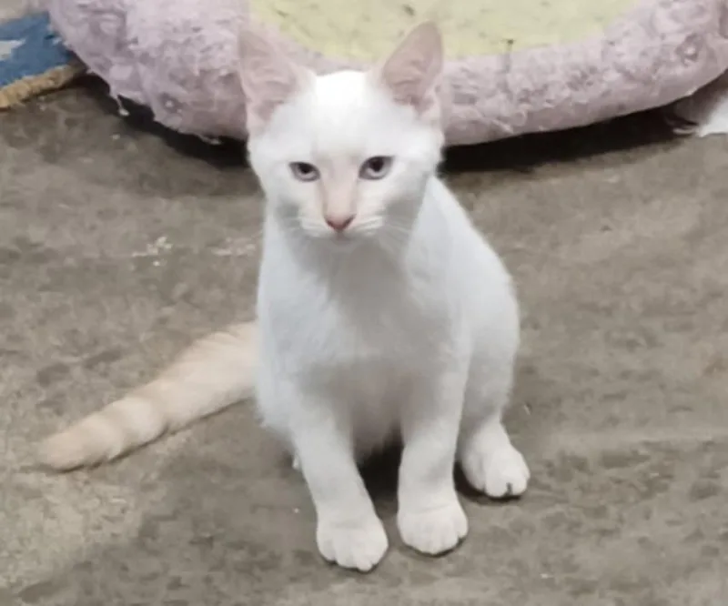 A baby medium-sized male Domestic Short Hair cat named Oscar for adoption in Rockford, IL